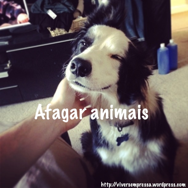 pequenos prazeres afagar animais