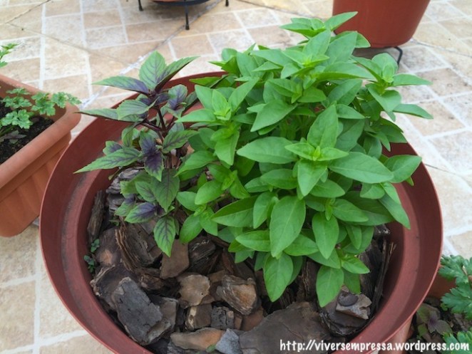 Manjericão e manjericão roxo